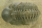 Curled Reedops Trilobite - Atchana, Morocco #377001-3